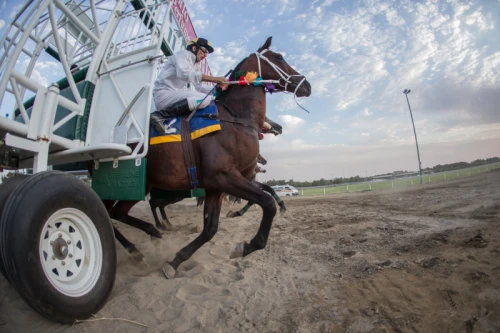 Tehran Horse Riding Summer Event